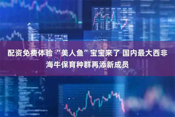 配资免费体验 “美人鱼”宝宝来了 国内最大西非海牛保育种群再添新成员